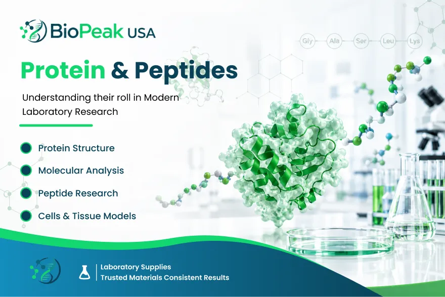 Peptides and proteins showing amino acid chains and molecular structures