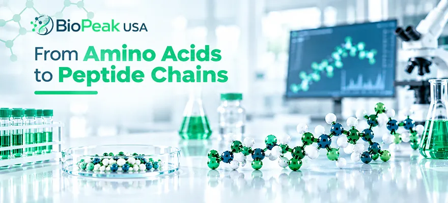 From amino acids to peptide chain synthesis in laboratory research